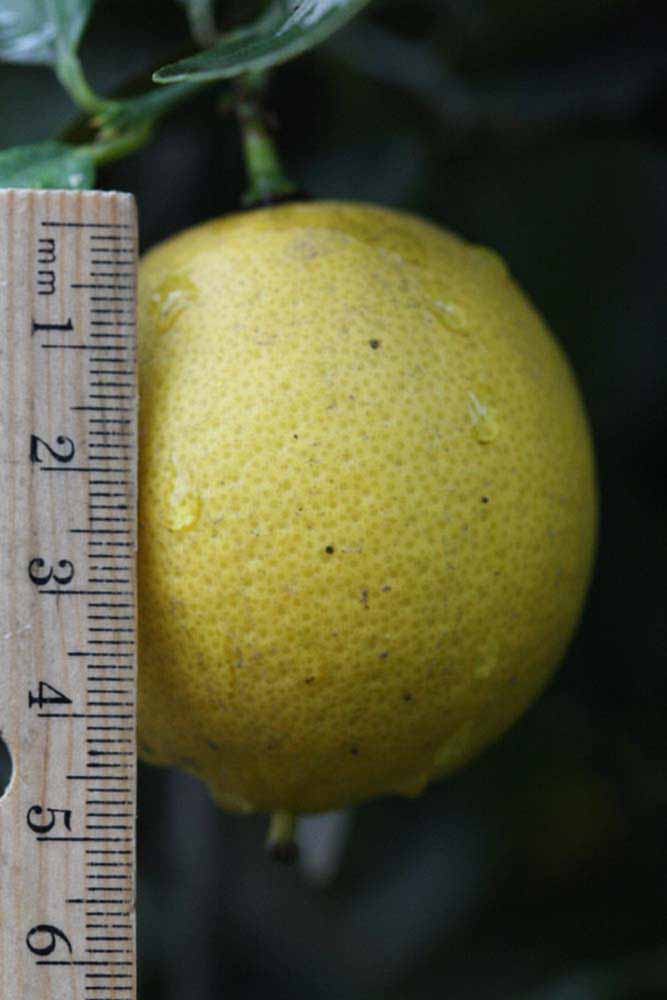            Fruit (Riverside, CA)   